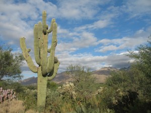 Saguaro National Park, AZ.