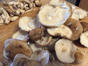 Shiitake mushrooms with stems removed. The stems are too woody to eat.