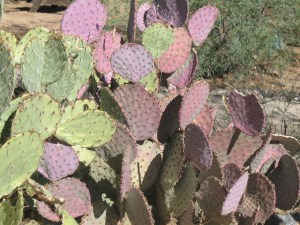 Prickly Pear in the wild.